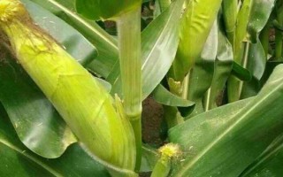 云天3號(hào)玉米品種簡(jiǎn)介，高抗莖腐?。?%HR）