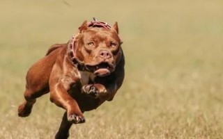 比特犬和藏獒的區(qū)別，咬合力不同