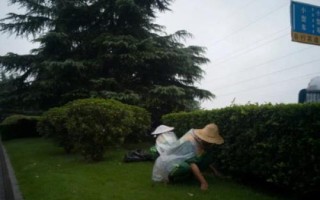 雪松除草方法，噴藥時要避開樹枝
