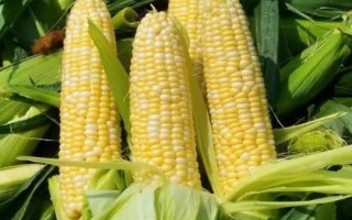 滑豐6號(hào)玉米種子的特征特性，夏播生育期為101天