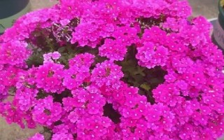 怎么養(yǎng)天天開(kāi)花，生長(zhǎng)期需要每10天左右施加一次肥料