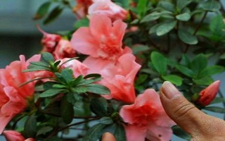 種杜鵑花適合用什么土壤，黑山土、黃山土、腐葉土都能使用