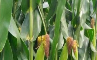 百科玉998玉米種簡介，適宜密度4500株/畝