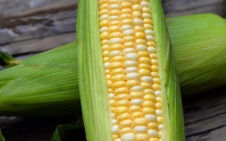 紅瑞2號(hào)玉米種子介紹，平均全生育期112.5天