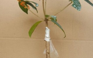 桂花的嫁接技術(shù)，3-5月份以及10月份均可進(jìn)行
