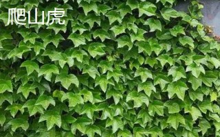 爬山虎和常春藤如何區(qū)分，葉片、花型和花期均不同