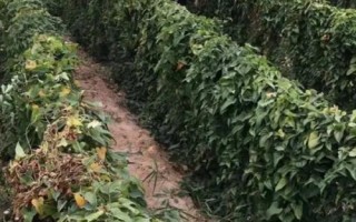 麻山藥苗哪里有賣，可以到種植基地購買