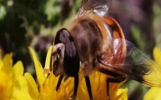 蜜蜂越冬的條件，一要溫度適宜二要飼料充足