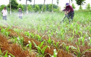 玉米播種后過多久澆一次水，當(dāng)天澆水過后可每隔3-5天澆一次