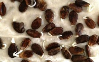 蔬菜種子的催芽方法，不同的方法適用于不同種子