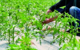 大棚西紅柿怎么澆水，結(jié)果前期每隔7-10天澆一次