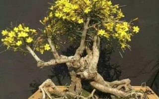 迎春花的養(yǎng)殖方法，適宜生長在10-25℃左右的環(huán)境