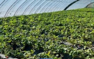 露天草莓種植技術(shù)，每年的3月下旬到4月中旬進(jìn)行