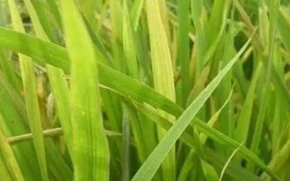 隆兩優(yōu)綠絲苗水稻品種的特性，每畝有效穗數(shù)16.9萬穗