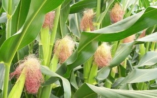 三北20玉米種子介紹，中抗彎孢菌葉斑病