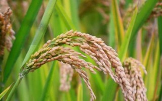 先紅優(yōu)826水稻種子特征特性，感光秈型三系雜交水稻品種
