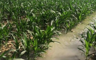 玉米播種后過多久澆一次水，當(dāng)天澆水過后可每隔3-5天澆一次