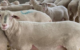 種公羊的飼養(yǎng)管理方法，主要以放牧以及舍飼共同進行