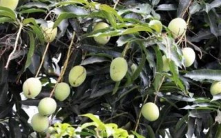 芒果的產(chǎn)地，原產(chǎn)于印度