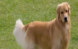 金毛犬可以活多久，壽命一般為12-15年左右