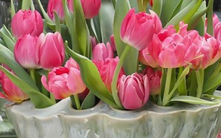 郁金香有什么特點(diǎn)，花朵直立且顏色豐富多彩