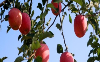蘋果樹生理落果如何防治，可進(jìn)行疏花疏果、樹下追肥等