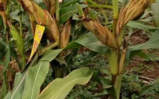 廣良甜402玉米品種簡(jiǎn)介，春植生育期73天
