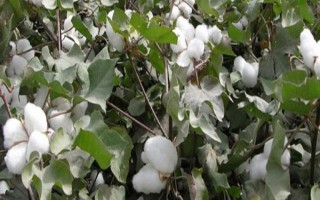 邯686棉花種子介紹，生育期108天