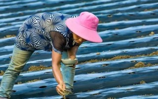 楊梅種子有哪些優(yōu)良品種，常見的有水晶種楊梅、東魁楊梅等