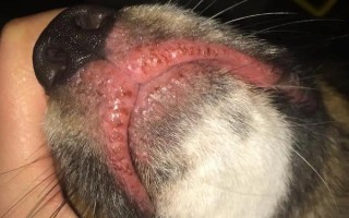 貓貓不能吃的食物，不能喂食牛奶、巧克力等