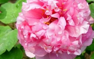 牡丹花的花語及象征意義，有富貴吉祥之意