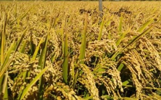 巧兩優(yōu)晶絲苗水稻種簡介，全生育期為137.7天
