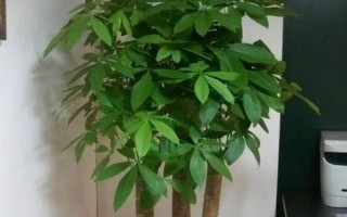 招財(cái)樹(shù)怎樣養(yǎng)，適宜生長(zhǎng)溫度為18-28℃