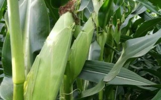 俊達(dá)001玉米種子特點(diǎn)，夏播生育期98-100天
