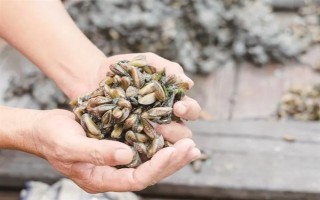 海瓜子怎么養(yǎng)殖，排干水塘再將種苗均勻撒在塘面上