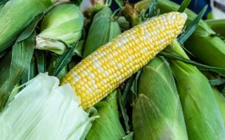 奧玉青貯5102玉米品種簡介，每畝追施尿素30公斤