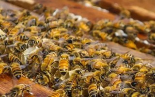 蜜蜂春繁以強補弱的方法，為弱群補充工蜂、從強群中抽調子脾補充到弱群中
