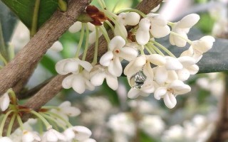 桂花有哪幾種顏色，有金黃色、黃白色、橙紅色和白色