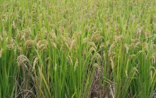 珍香9號水稻種子特點，每畝有效穗數(shù)17.9萬
