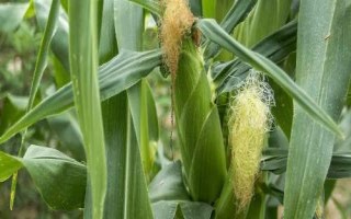 鐵玉121玉米種子簡介，3月下旬至4月上旬播種