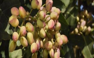 種植開(kāi)心果樹(shù)要注意什么，需種在通透性較好的土壤中