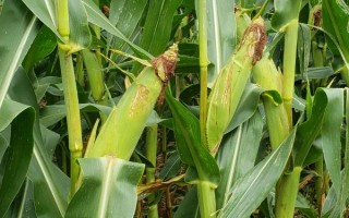 登義2號玉米品種簡介，旱地每畝3500株