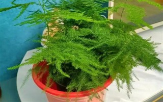 文竹冬季的養(yǎng)護(hù)方法，需及時(shí)保暖
