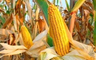 新丹9號(hào)玉米品種的特性，遼寧省春播生育期141天左右