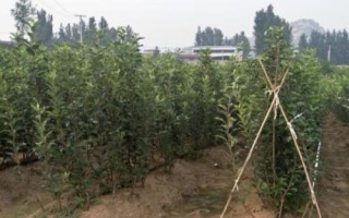 矮化蘋果苗的栽培管理方法，最重要的就是枝葉的修剪和整形