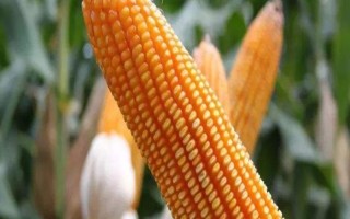 源玉7號玉米種子簡介，以防治地下害蟲危害