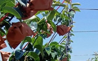 梨樹(shù)開(kāi)花時(shí)節(jié)的管理方法，花期噴硼能提高梨樹(shù)的坐果率