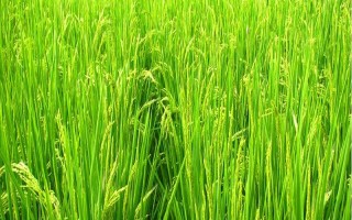 穗香糯719水稻品種簡介，晚稻7月上.中旬播種