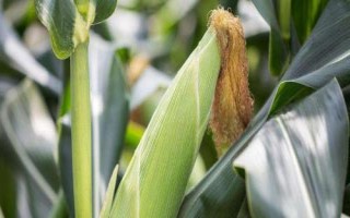 華太901玉米品種簡(jiǎn)介，夏播生育期104天