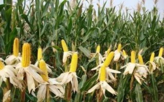 金耕36號(hào)玉米種子介紹，在整個(gè)種植過(guò)程中注意防治雜草